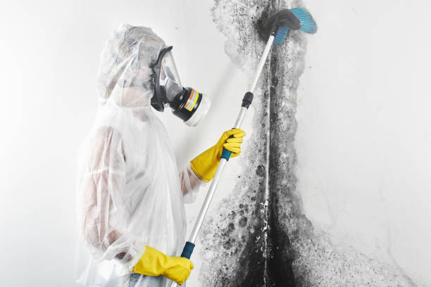 Environmental Consulting for Mold Prevention in Wyoming, OH