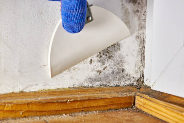 Best Real Estate Mold Inspection  in Wyoming, OH