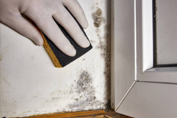 Best Asbestos and Lead Testing During Mold Inspection  in Wyoming, OH